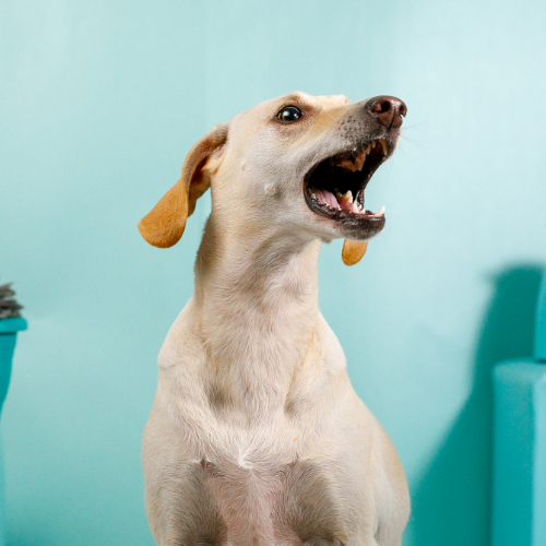 Bark Collars